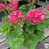 Pelargonium 'Sister Henry' - Pelargoon 'Sister Henry' P9/0,55L